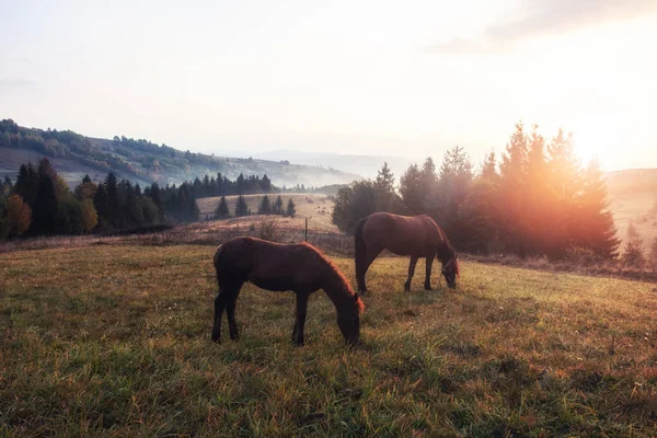 Pferde Morgennebel Auf Der Weide Über Der Herbstlichen Ländlichen Landschaft lizenzfreie Stockbilder