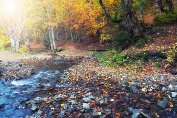 Schöner Wald Mit Bach Einer Goldenen Herbstnatur Schönheit Welt Des lizenzfreie Stockbilder