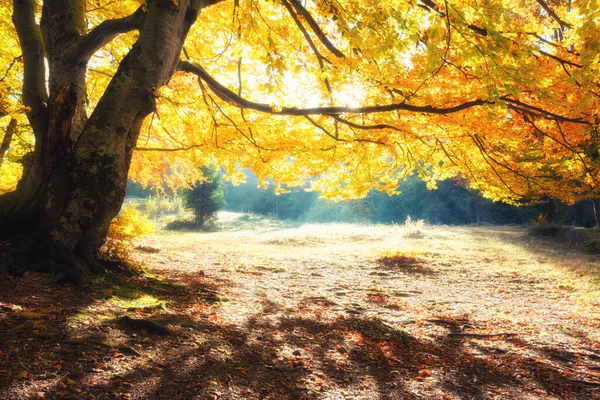 Zonsopgang Het Herfstbos Heldere Gouden Herfst Natuur Landschap Stockfoto