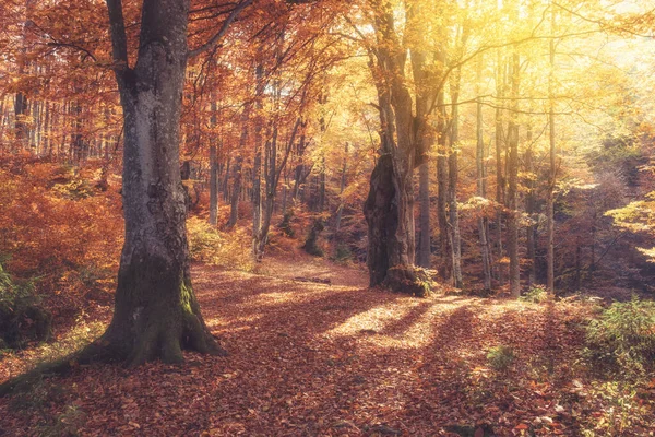 Zonsopgang Het Herfstbos Heldere Gouden Herfst Natuur Landschap Stockafbeelding
