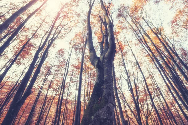 Vista Inferior Dos Topos Das Árvores Floresta Outono Esplêndida Cena Fotos De Bancos De Imagens