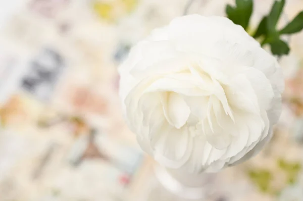 Bir krem rengi Düğünçiçeği asiaticus çiçek — Stok fotoğraf