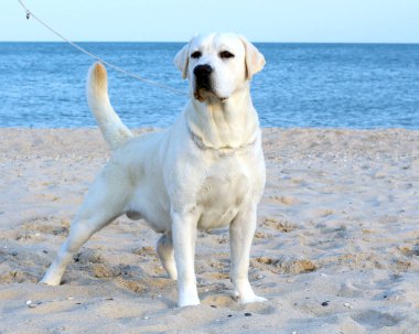   Beyaz labrador Denizi