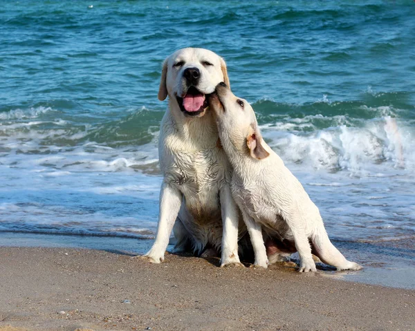    Sarı Labrador köpek yavrusu ve deniz         