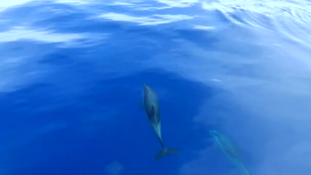 Yüzme yunuslar okyanusa — Stok video