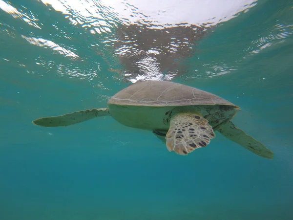 Tartaruga marinha em uma baía de México — Fotografia de Stock