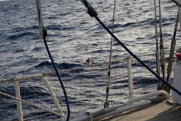 Bird on a boat