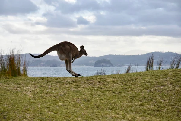 Kanguru okyanus plaj Avustralya'da atlamalı — Stok fotoğraf