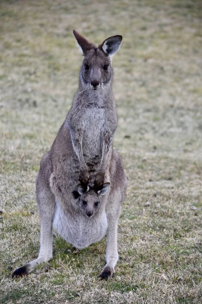 Mother with a very cute baby kangaroo — Stock Photo, Image