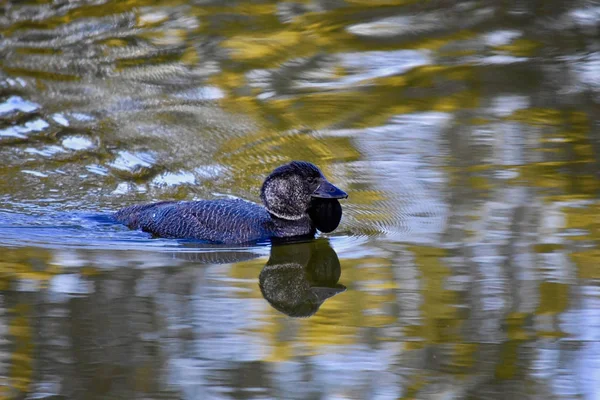 Мускусные утки и кусты мимозы прекрасно отражаются в озере. — стоковое фото