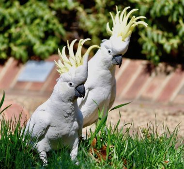 Avustralya beyaz cockatoos muhteşem Çift 