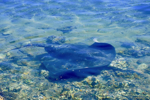 Sting ray nageant dans une nature sauvage dans l'océan en Australie — Photo