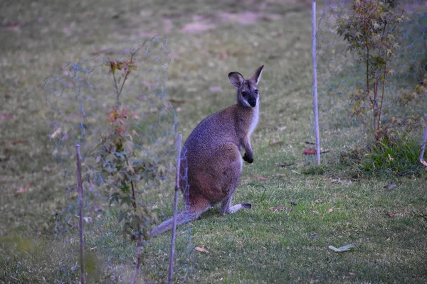 Arka bahçeyi ziyaret vahşi kanguru — Stok fotoğraf