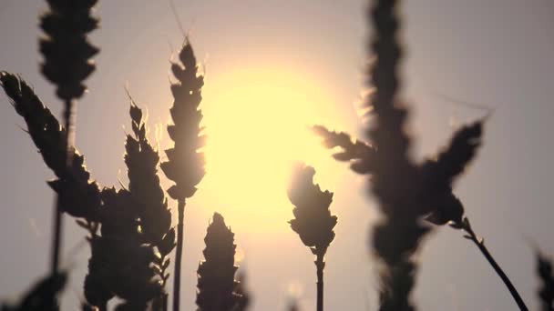 Jordbruk majs vete havre flingor — Stockvideo