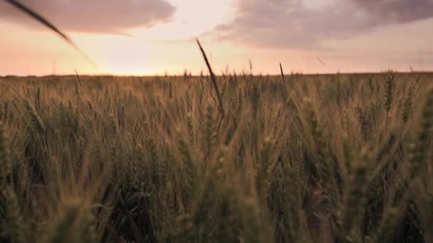 Landwirtschaft Weizen Maisfeld Sonnenuntergang — Stockvideo