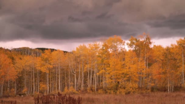 Autumn aspen grove at sunset with stormy skies and lightning — Stock Video