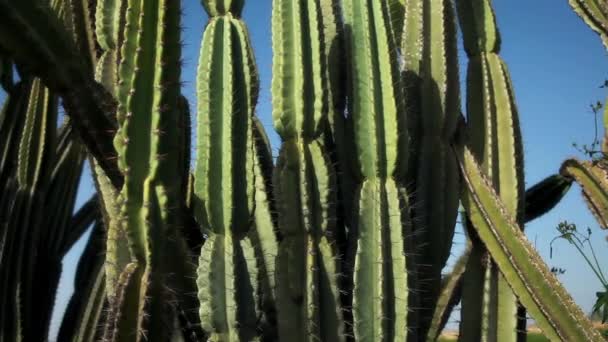 Plantas de cactus al sol con foco en rack — Vídeo de stock