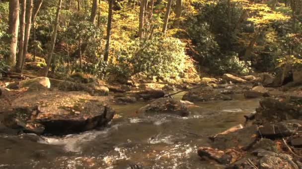 ruisseau bavard dans les bois 