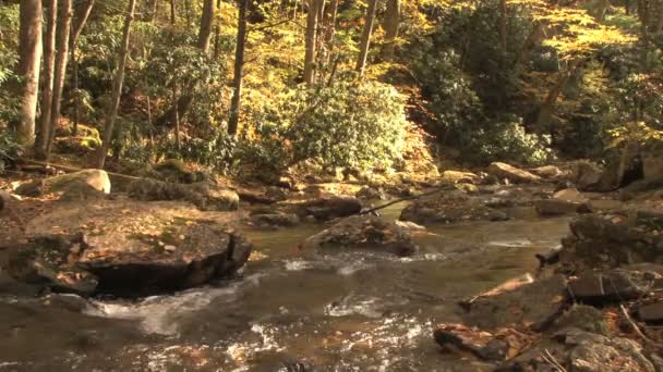 Kabbelende beek in bos — Stockvideo