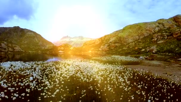 Belles fleurs de champ de coton au paysage de lac de montagne vue aérienne — Video