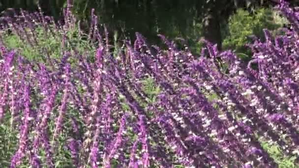 Krásné fialové květiny — Stock video