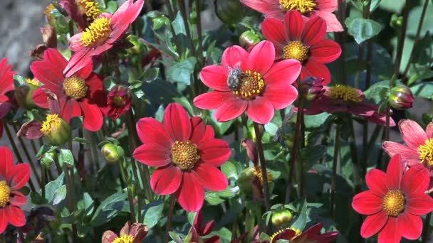 Bees on red asters — Stock Video