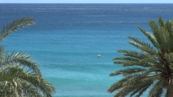 Blue ocean water framed by palm trees — Stock Video