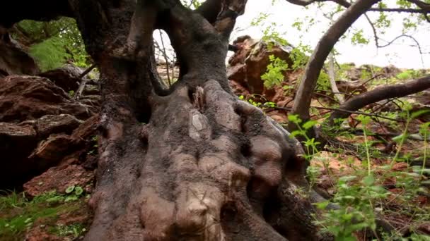 Acantilado exponer las raíces de los árboles — Vídeo de stock