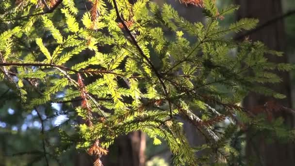 Nahaufnahme von Baum im Wald — Stockvideo