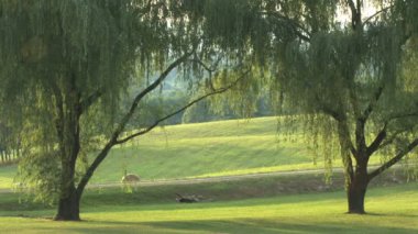 ağlayan willows arasındaki yol ülke