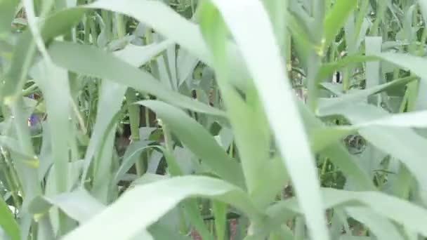 Gros plan de tiges de maïs poussant — Video