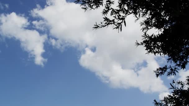 Chmury nad drzewami — Wideo stockowe
