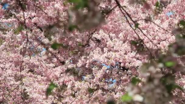 Clustered cherry blossoms in dc — Stock Video