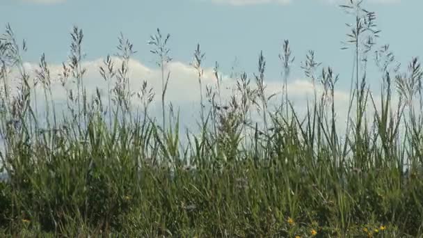 herbe colorado avec toile de fond ciel 