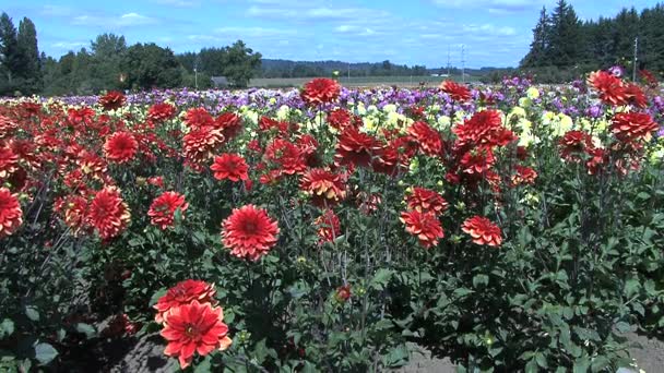 Kleurrijke bloem veld — Stockvideo