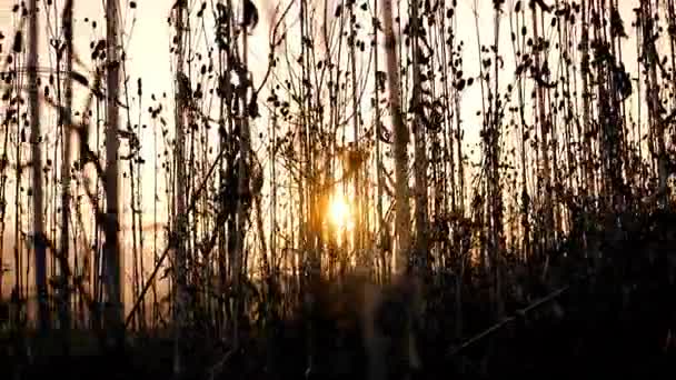 Закат травы кукурузы на фоне заката размыл природу сельского хозяйства — стоковое видео