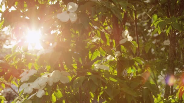 Campagne lumineux soleil éblouissement — Video