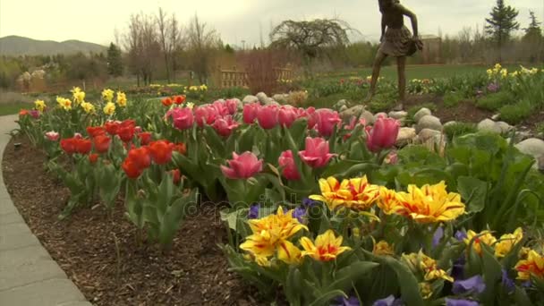 Żuraw strzał do tulipany do parku — Wideo stockowe