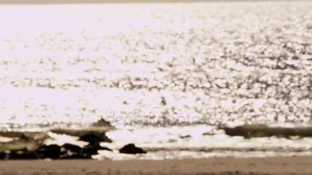 Rompiendo olas en rocas de playa — Vídeos de Stock