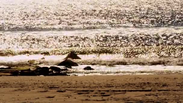 Bater Ondas na praia — Vídeo de Stock