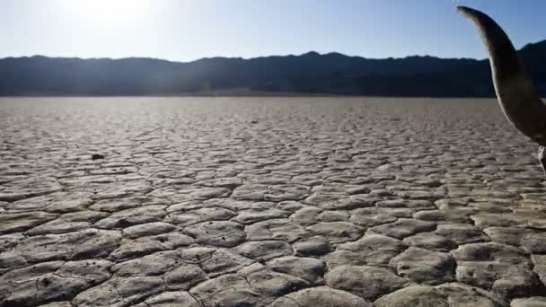 Death valley schedel timelapse — Stockvideo