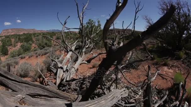 Мертві гілки дерева в пустельному пейзажі — стокове відео