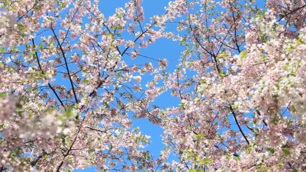 Dipping cherry blossom branches — Stock Video