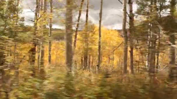 Guidare attraverso Aspen Grove in autunno — Video Stock