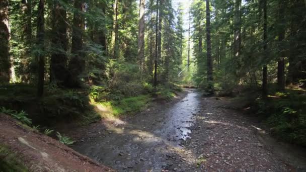 Árbol caído sobre el arroyo en bosque de secuoyas — Vídeos de Stock