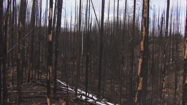 Galleggiante onirico nella foresta bruciata — Video Stock