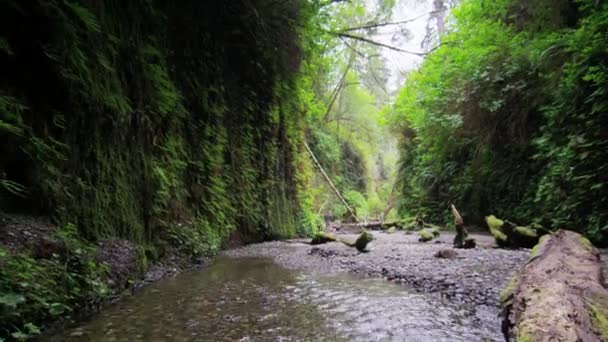 Pěší turistika přes potok v kapradí canyon — Stock video