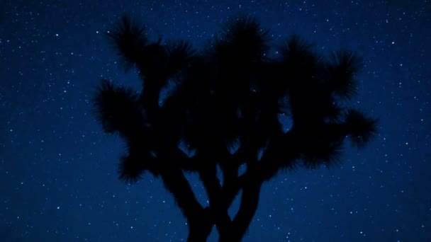 Joshua tree night sky silhouette — Stock Video