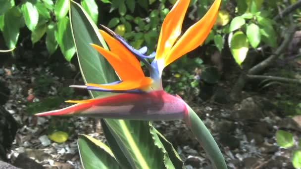 Kauai pájaro del paraíso flor — Vídeo de stock