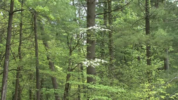 Lake in spring woods — стоковое видео